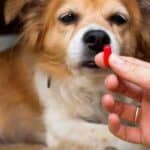 Magnesium supplements for dogs: why are they important?