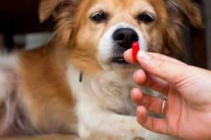 Magnesium-supplements-for-dogs