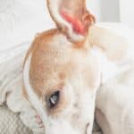 Otitis in dogs: what are the causes and how to treat it?
