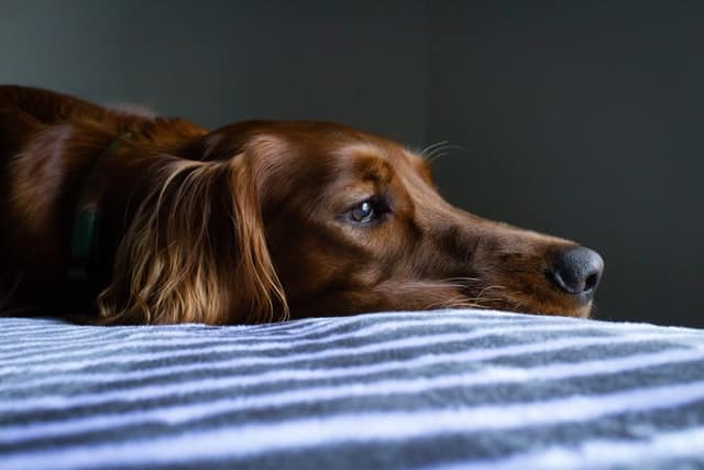 Why is my dog lethargic and refusing to eat: reasons, how to handle