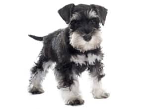 Schnauzer-syndrome-what-it-is-and-how-to-treat-it