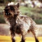 The most famous dogs in movies and TV
