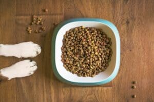 Types-of-dog-food-things-you-should-know
