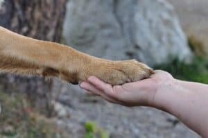 Types-of-dog-paw-injuries-and-how-to-intervene
