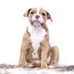 Vitamin K for Dogs: Benefits and Side Effects