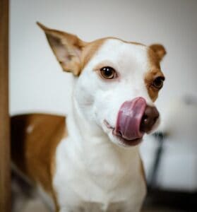 Why-do-dogs-lick-their-mouth