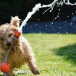 Active Games to Play with your Dog