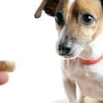 Prebiotics for Dogs: need, When to give dog prebiotics?