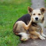 Flea Treatments for dogs: Benefits, Oral Treatments, DIY remedies, Natural anti-flee Treatments