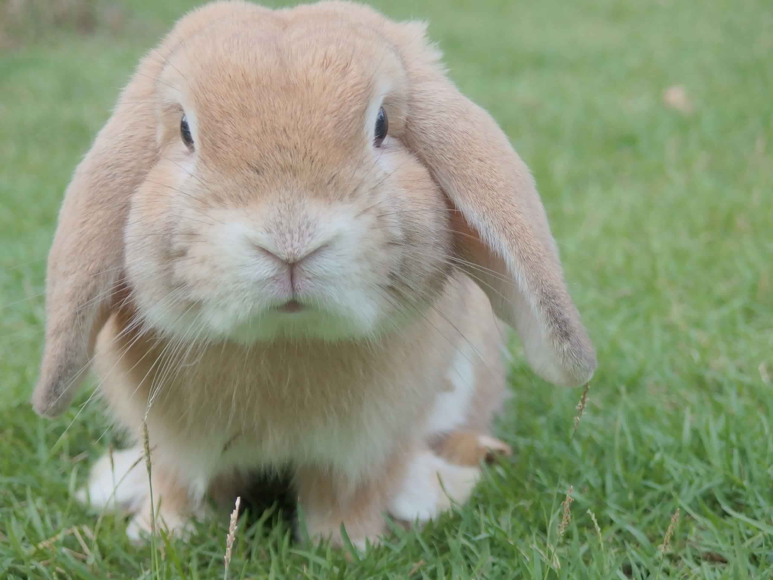 Dwarf Rabbit as a pet: care,  hygiene, socialization, training, exercise, food, diseases