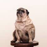 5 causes of obesity in dogs and how to fight them