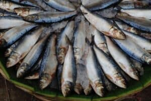 herring-fish-1