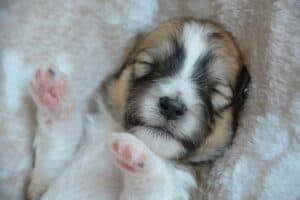 puppy-sleeping