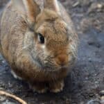 How to take care of rabbit nails