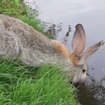 How much water do rabbits drink?