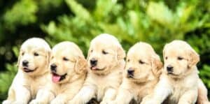 weaning-meal-for-puppies