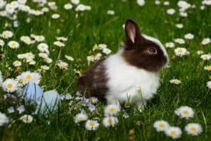 4-tips-to-extend-your-rabbits-life