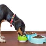 6 essential components in the dog's diet