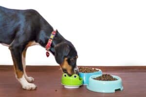 6-essential-components-in-the-dogs-diet