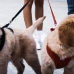 7 tips for your dog to stop pulling on the leash