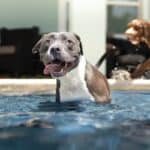 8 reasons why your dog needs to swim
