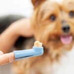 Brushing your dog's teeth: how to do it?