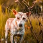 Dermatitis in dogs: how to treat it