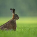 Differences between Rabbits and Hares