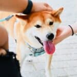 Does Your Dog Like Being Petted – Dog Body Language