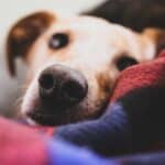 Dry Nose in Dogs: Causes and Treatment