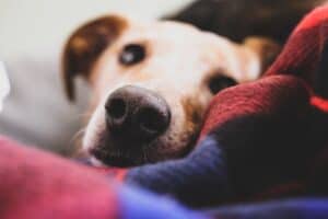 Dry-Nose-in-Dogs-Causes-and-Treatment