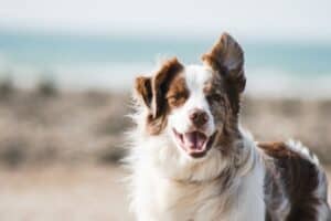 Fundamental-aspects-of-canine-behavior