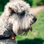 Hair loss in dogs: causes and treatment