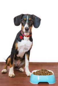 How-to-choose-the-best-dog-food