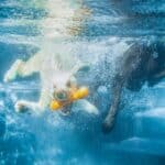 How to teach your dog to dive underwater