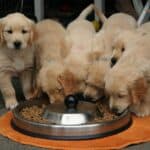 Multivitamin supplements for puppies: what do you need to know?