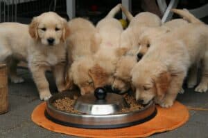 Multivitamin-supplements-for-puppies-what-do-you-need-to-know
