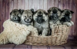 Neonatal-mortality-in-puppies-4-causes