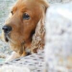 Neutering-a-dog-the-pros-and-cons-according-to-experts