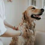 Prepare Your Dog for the Bath: How to Eliminate Fear and What You Need