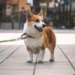 Pulling the leash: consequences for the dog's health
