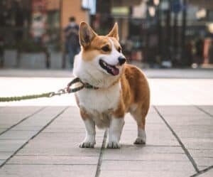 Pulling-the-leash-consequences-for-the-dogs-health