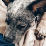 Scabies in puppies: causes and symptoms