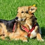 The advantages of mixed breed dogs