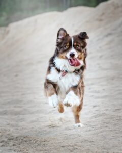 The-best-dog-breeds-to-jog-with