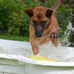 Tips for buying a dog pool