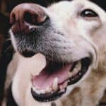 Tooth loss in dogs: causes and remedies