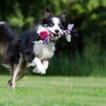What-are-the-sportiest-dog-breeds