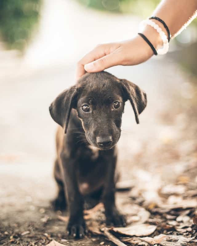 What do you need to know before adopting a puppy? Pet Lifey