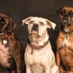 What is Canine Psychology?